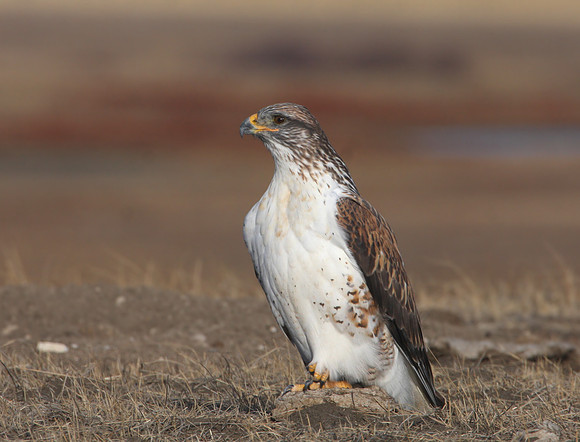 Ferruginous Hawk - Badlands, South Dakota