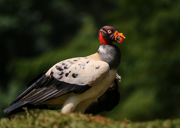 King Vulture - Laguna Lagarto, Costa Rica