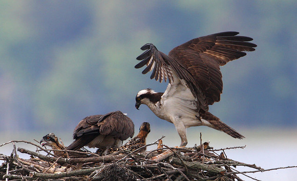Osprey