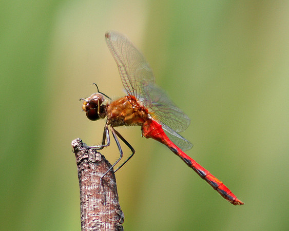 Meadowhawk