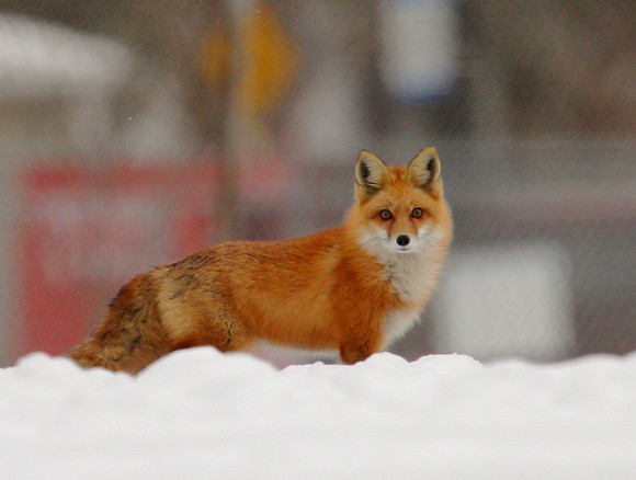 Red Fox