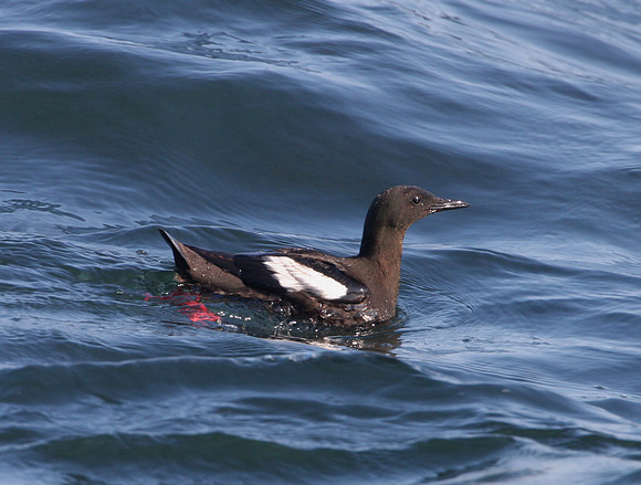 Black Guillemot