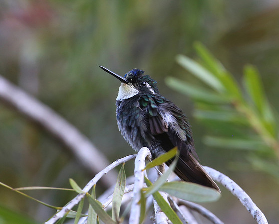 White-throated Mountain-gem - Costa Rica