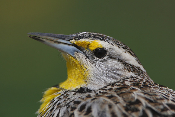 Eastern Meadowlark