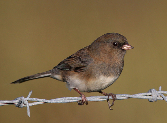 Dark-eyed Junco