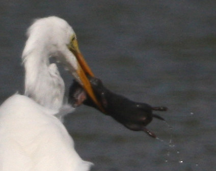 Great Egret with Baby Mink