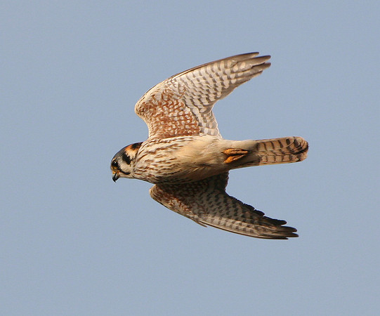American Kestrel