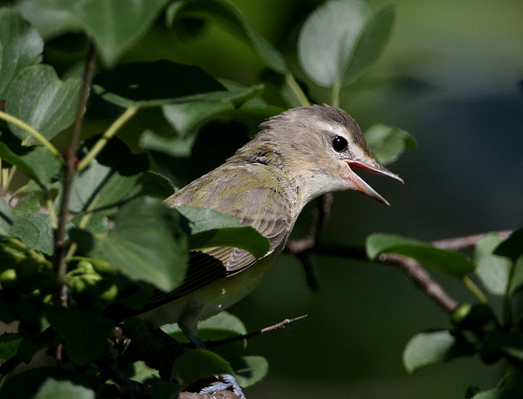Warbling Vireo