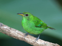 Green Honeycreeper - Selva Verde, Costa Rica