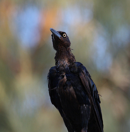 Great-tailed Grackle