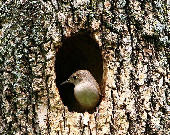 House Wren