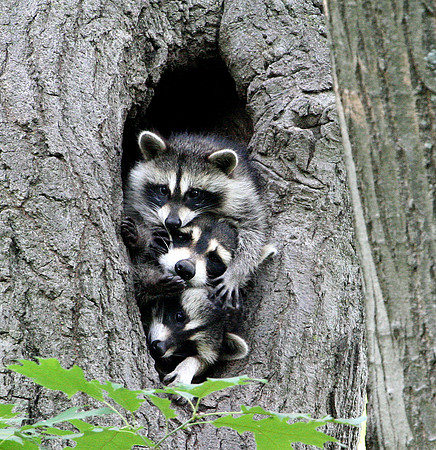 Raccoon Family