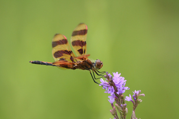 Halloween Pennant