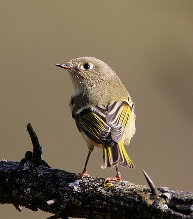 Ruby-crowned Kinglet