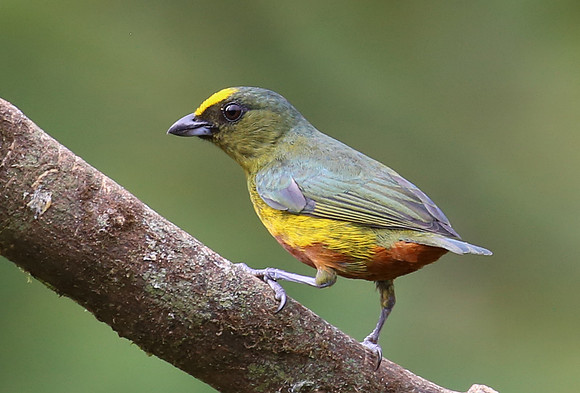 Olive-backed Euphonia - Laguna Lagarto, Costa Rica