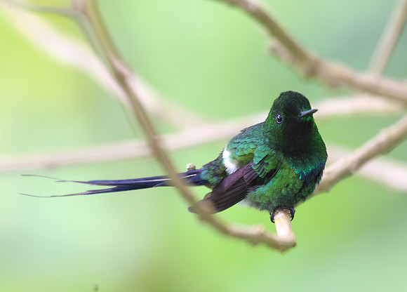 Green Thorntail - Costa Rica