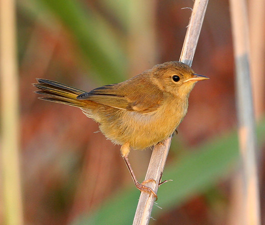 Common Yellowthroat (Immature)