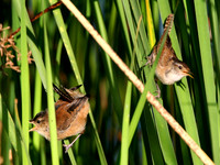 Marsh Wrens