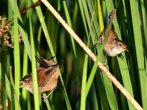 Marsh Wrens
