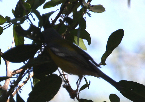 Tropical Parula
