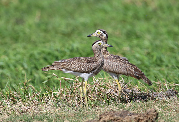 Double-striped Thick-Knee - Casa Solimar, Costa Rica