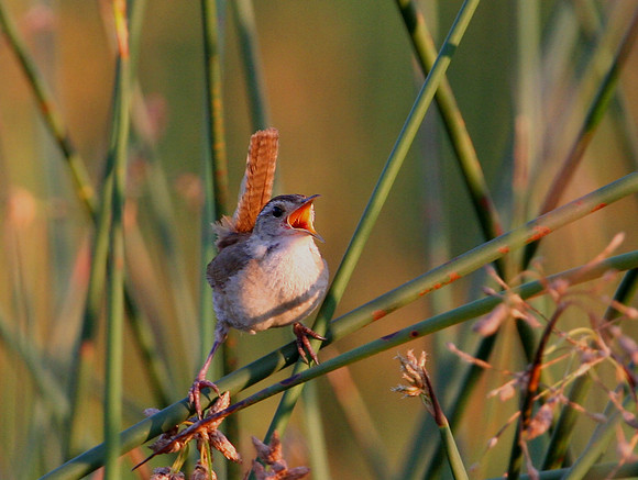 Marsh Wren