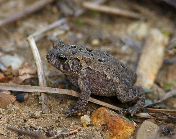 Fowler's Toad