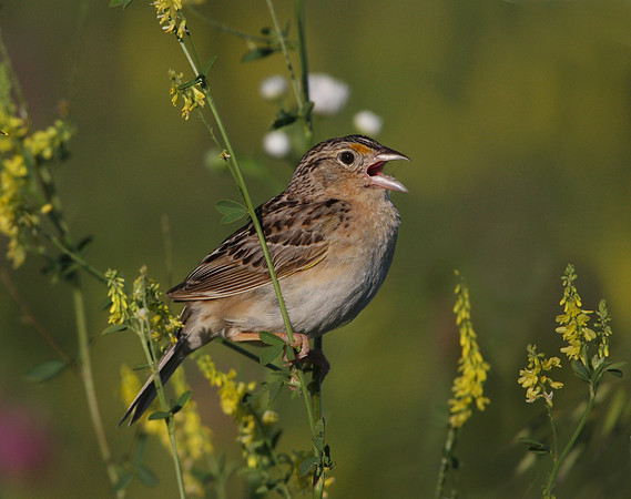 Grasshopper Sparrow on Sweet Yellow Clover