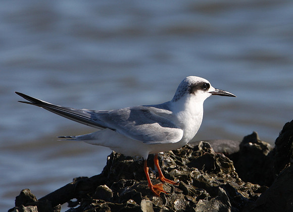 Forster's Tern