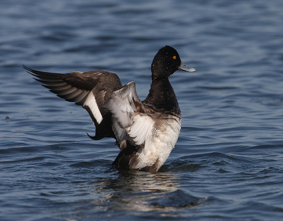 Lesser Scaup - Wolf Lake.  Chicago, IL.