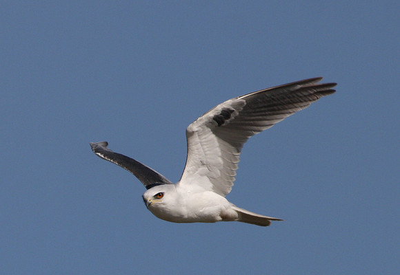 White-tailed Kite