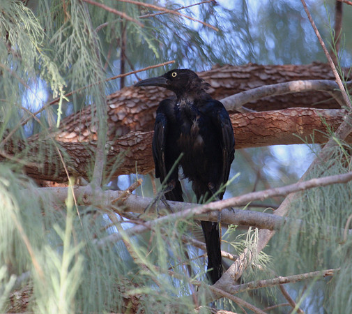 Great-tailed Grackle