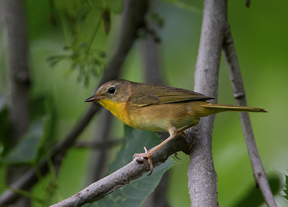 Common Yellowthroat (female)