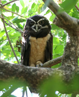 Spectacled Owl - Casa Solimar, Costa Rica