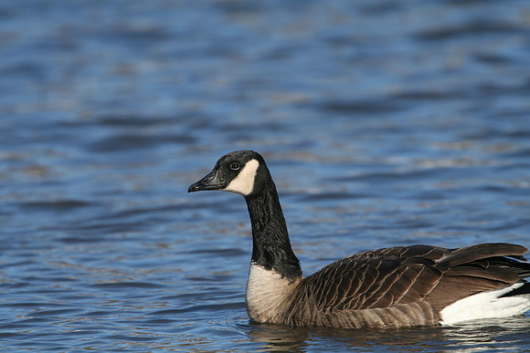 Canada Goose