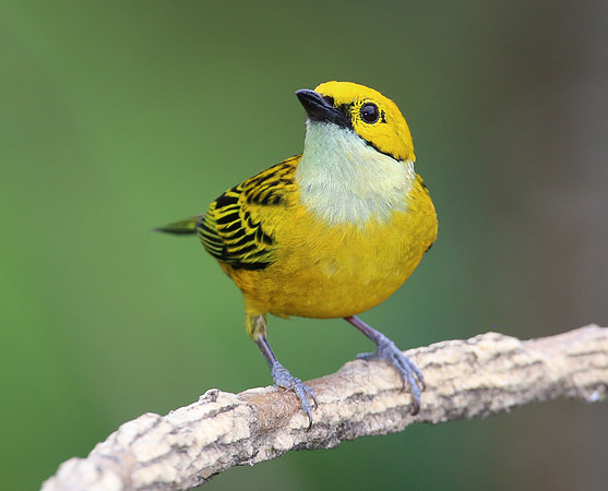 Silver-throated Tanager - Costa Rica