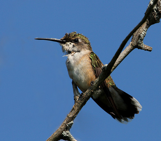 Ruby-throated Hummingbird