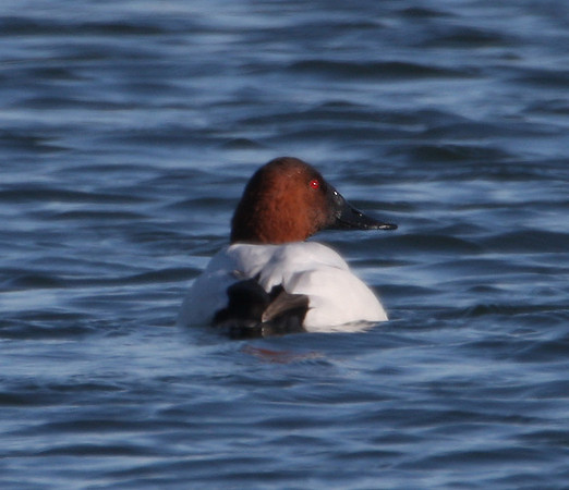 Canvasback