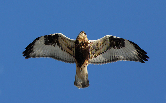 Rough-legged Hawk
