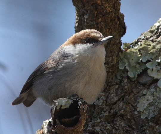 Brown Headed Nuthatch - St. Marks, Florida