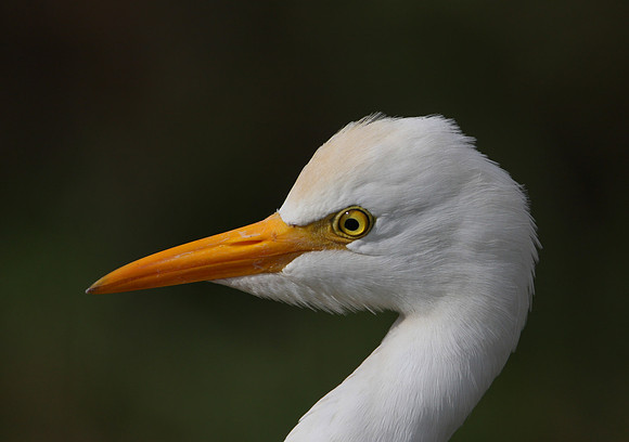 Cattle Egret with prey