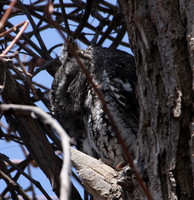 Eastern Screech Owl
