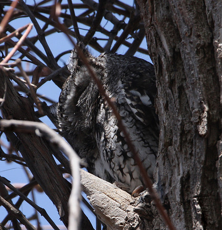 Eastern Screech Owl