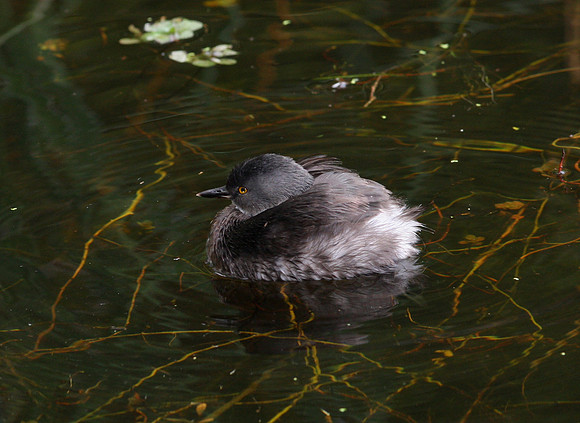 Least Grebe