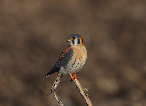 American Kestrel Bolingbrook Illinois
