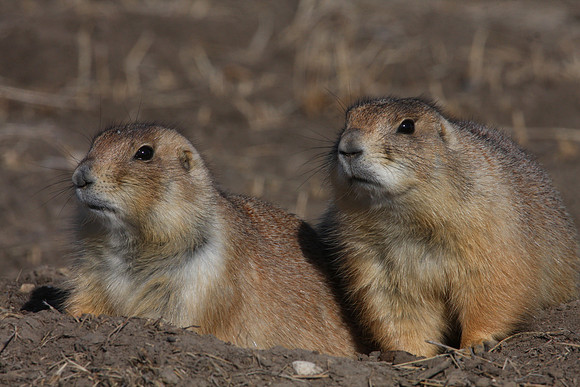 Black-tailed Prairie Dog - Badlands, South Dakota