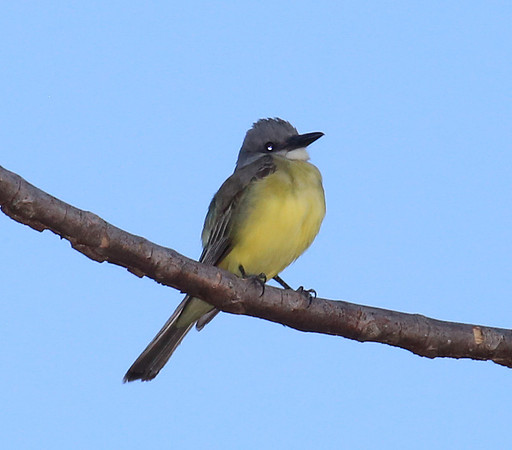 Tropical Kingbird - Costa Rica