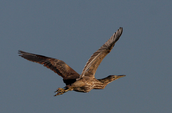 American Bittern