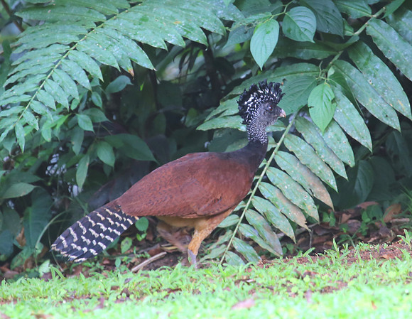 Great Currasow - Laguna Lagarta, Costa Rica