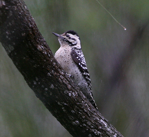 Ladder-backed Woodpecker